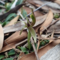 Chiloglottis x pescottiana at Acton, ACT - 6 Oct 2017