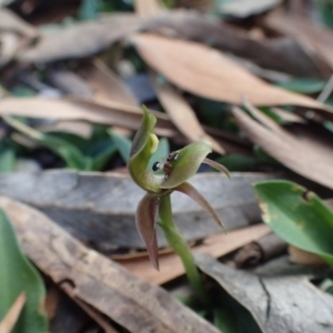 Chiloglottis x pescottiana at Acton, ACT - suppressed