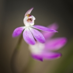 Caladenia carnea (Pink Fingers) at Cook, ACT - 6 Oct 2017 by GlenRyan
