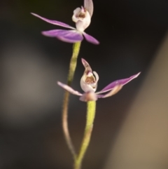 Caladenia carnea at Cook, ACT - 6 Oct 2017