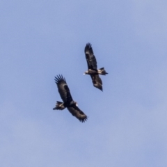 Aquila audax (Wedge-tailed Eagle) at Pine Island to Point Hut - 5 Oct 2017 by Alison Milton