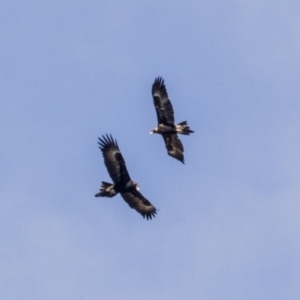 Aquila audax at Greenway, ACT - 6 Oct 2017 08:43 AM