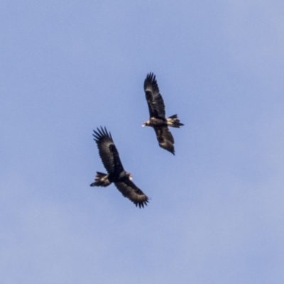 Aquila audax (Wedge-tailed Eagle) at Pine Island to Point Hut - 5 Oct 2017 by Alison Milton