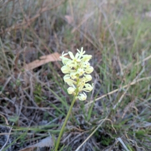 Stackhousia monogyna at McQuoids Hill - 4 Oct 2017 07:03 PM