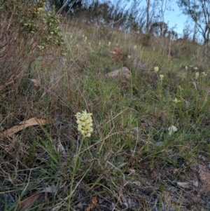 Stackhousia monogyna at McQuoids Hill - 4 Oct 2017 07:03 PM