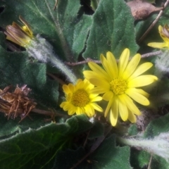 Cymbonotus sp. (preissianus or lawsonianus) (Bears Ears) at Little Taylor Grasslands - 6 Oct 2017 by RosemaryRoth