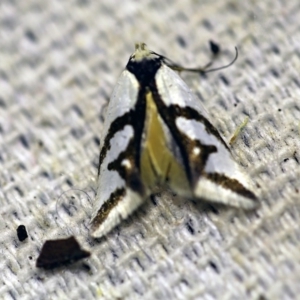 Ocystola paulinella at O'Connor, ACT - 4 Oct 2017 08:56 PM