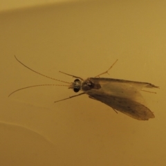 Cheumatopsyche sp. (genus) (A net-spinning caddisfly) at Greenway, ACT - 4 Oct 2017 by michaelb