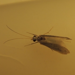 Cheumatopsyche sp. (genus) at Greenway, ACT - 4 Oct 2017