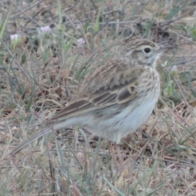 Anthus australis (Australian Pipit) at Coombs, ACT - 25 Sep 2017 by michaelb