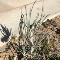 Senecio quadridentatus (Cotton Fireweed) at Denman Prospect, ACT - 7 Oct 2017 by AaronClausen