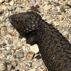 Tiliqua rugosa at Bungendore, NSW - 7 Oct 2017 02:36 PM