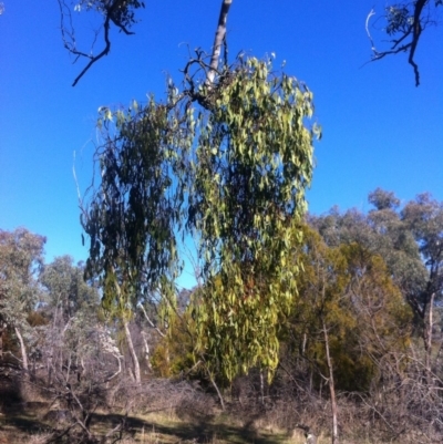 Amyema miquelii (Box Mistletoe) at Ainslie, ACT - 21 May 2017 by W