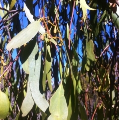 Amyema miquelii at Ainslie, ACT - 21 May 2017