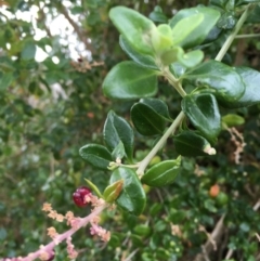 Rhagodia candolleana subsp. candolleana at North Tura - 7 Oct 2017