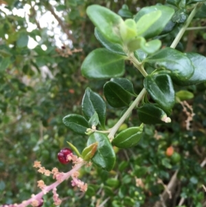 Rhagodia candolleana subsp. candolleana at North Tura - 7 Oct 2017 03:46 PM