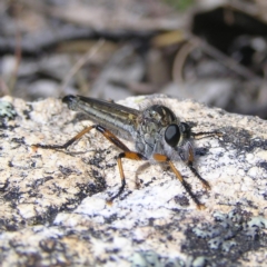 Asiola fasciata (A robber fly) at Namadgi National Park - 6 Oct 2017 by MatthewFrawley