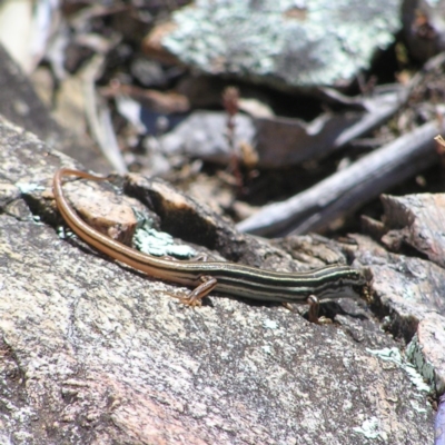 Ctenotus taeniolatus (Copper-tailed Skink) at Namadgi National Park - 7 Oct 2017 by MatthewFrawley