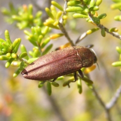 Melobasis propinqua (Propinqua jewel beetle) at Tennent, ACT - 7 Oct 2017 by MatthewFrawley