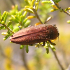 Melobasis propinqua at Tennent, ACT - 7 Oct 2017 12:04 PM