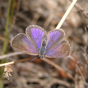 Erina hyacinthina at Tennent, ACT - 7 Oct 2017 11:07 AM