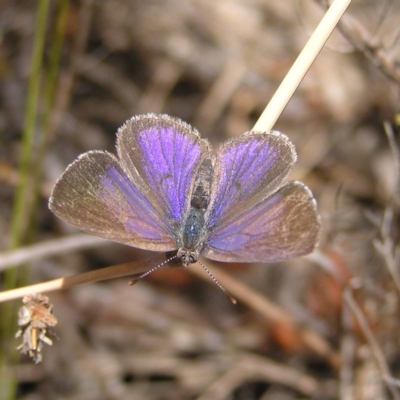 Erina hyacinthina (Varied Dusky-blue) at Tennent, ACT - 7 Oct 2017 by MatthewFrawley