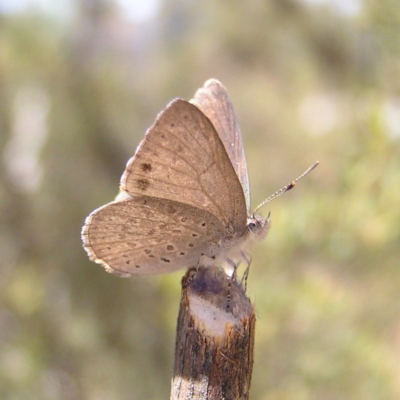 Erina hyacinthina (Varied Dusky-blue) at Namadgi National Park - 7 Oct 2017 by MatthewFrawley