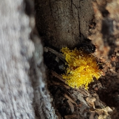 Unidentified at Red Hill Nature Reserve - 17 Sep 2017 by Speedsta