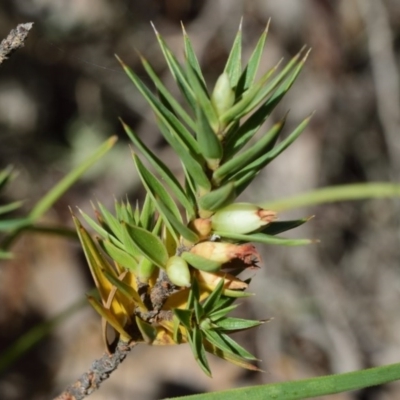 Melichrus urceolatus (Urn Heath) at Black Mountain - 7 Oct 2017 by RobertD