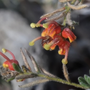 Grevillea alpina at Canberra Central, ACT - 7 Oct 2017