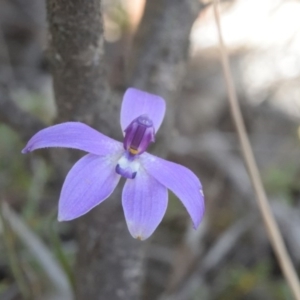 Glossodia major at Canberra Central, ACT - 7 Oct 2017