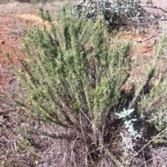 Chrysocephalum semipapposum (Clustered Everlasting) at Mount Ainslie - 21 May 2017 by W