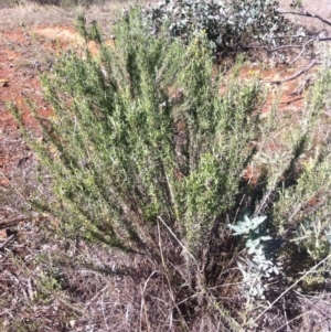 Chrysocephalum semipapposum at Ainslie, ACT - 21 May 2017