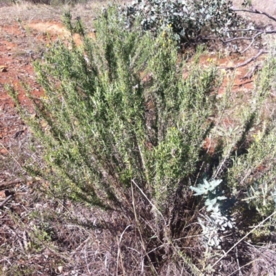 Chrysocephalum semipapposum (Clustered Everlasting) at Ainslie, ACT - 21 May 2017 by W