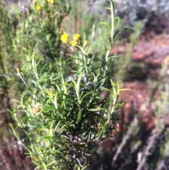 Chrysocephalum semipapposum at Ainslie, ACT - 21 May 2017