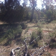 Chrysocephalum semipapposum at Ainslie, ACT - 21 May 2017