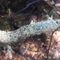 Parmeliaceae (family) (A lichen family) at Ainslie, ACT - 21 May 2017 by W