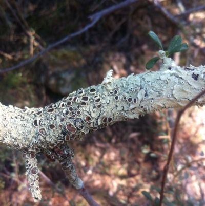 Parmeliaceae (family) (A lichen family) at Ainslie, ACT - 21 May 2017 by W