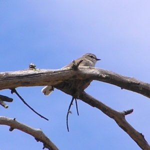 Microeca fascinans at Paddys River, ACT - 7 Oct 2017