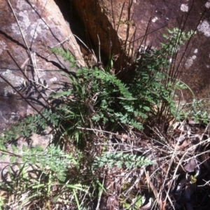 Cheilanthes sieberi at Ainslie, ACT - 21 May 2017 11:49 AM