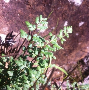 Cheilanthes sieberi at Ainslie, ACT - 21 May 2017