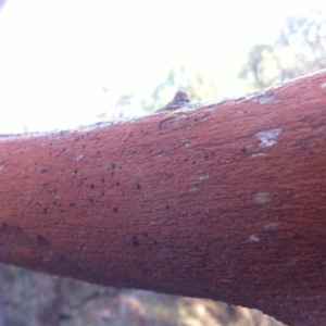 Trentepohlia sp. (genus) at Ainslie, ACT - 21 May 2017