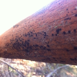 Trentepohlia sp. (genus) at Ainslie, ACT - 21 May 2017