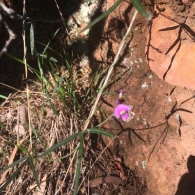 Glycine clandestina (Twining Glycine) at Mount Ainslie - 7 Oct 2017 by W