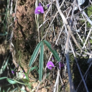 Glycine clandestina at Majura, ACT - 7 Oct 2017 05:36 PM