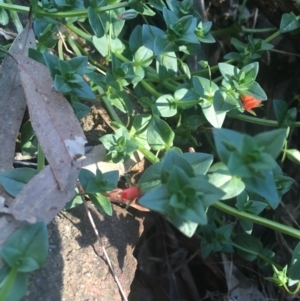 Lysimachia arvensis at Majura, ACT - 7 Oct 2017 05:37 PM