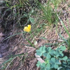 Oxalis sp. at Majura, ACT - 7 Oct 2017 05:38 PM