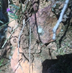 Unidentified at Mount Ainslie - 7 Oct 2017 by W