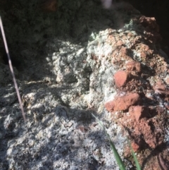 Lichen - crustose at Majura, ACT - 7 Oct 2017 by W