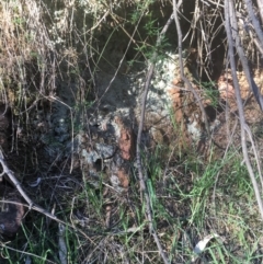 Lichen - crustose at Majura, ACT - 7 Oct 2017